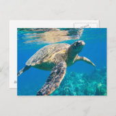 ウミガメ ポストカード (正面/裏面)