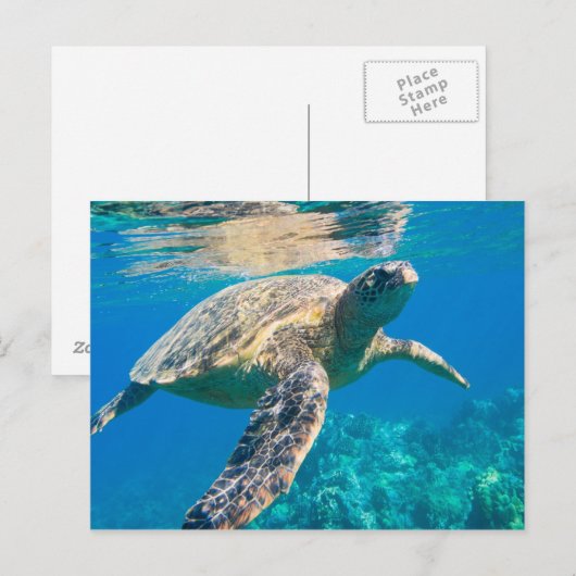 ウミガメ ポストカード (正面/裏面)
