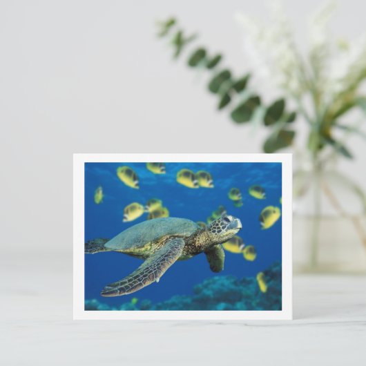 ウミガメ ポストカード (スタンド正面)