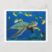 ウミガメ ポストカード (正面)