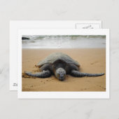 ウミガメ ポストカード (正面/裏面)