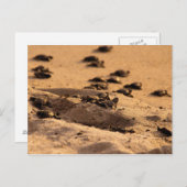 ウミガメ ポストカード (正面/裏面)