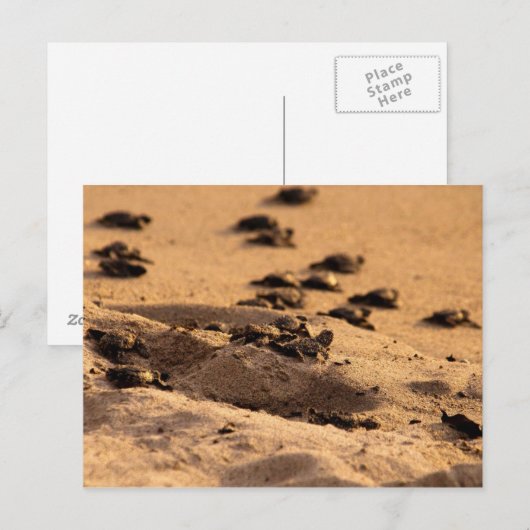 ウミガメ ポストカード (正面/裏面)