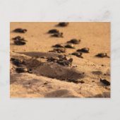 ウミガメ ポストカード (正面)