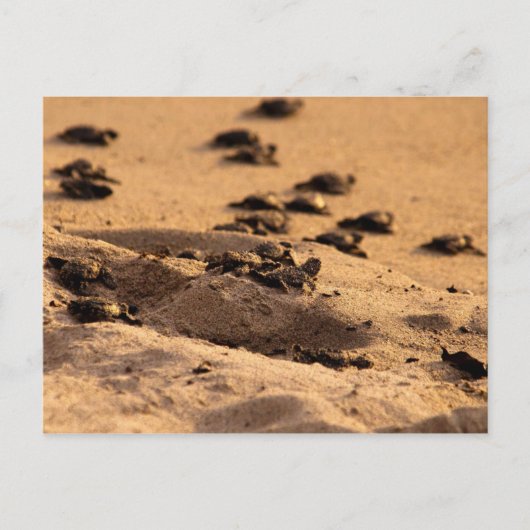 ウミガメ ポストカード (正面)