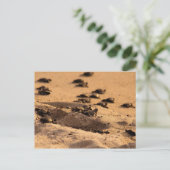 ウミガメ ポストカード (スタンド正面)