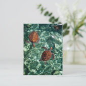 ウミガメ ポストカード (スタンド正面)