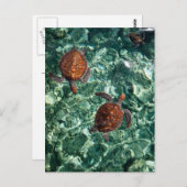 ウミガメ ポストカード (正面/裏面)