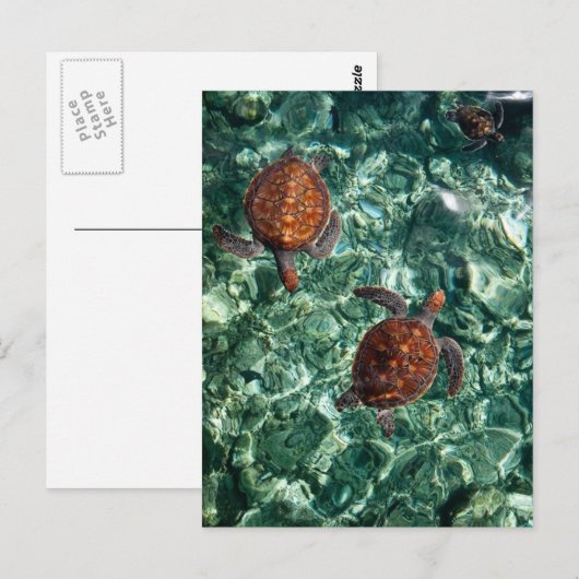 ウミガメ ポストカード (正面/裏面)