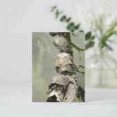 ウミガメ ポストカード (スタンド正面)