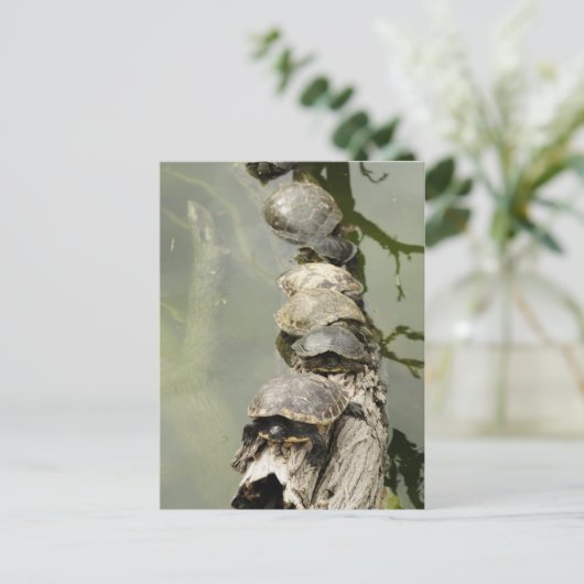 ウミガメ ポストカード (スタンド正面)