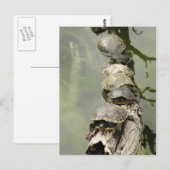 ウミガメ ポストカード (正面/裏面)