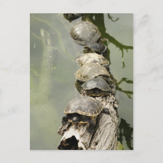 ウミガメ ポストカード