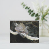 ウミガメ ポストカード (スタンド正面)