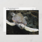 ウミガメ ポストカード (正面/裏面)
