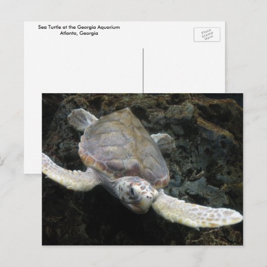 ウミガメ ポストカード (正面/裏面)