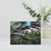 ウミガメ ポストカード (スタンド正面)