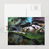 ウミガメ ポストカード (正面/裏面)