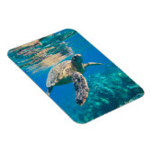 ウミガメ マグネット (右側)