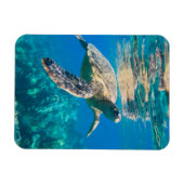 ウミガメ マグネット (横)