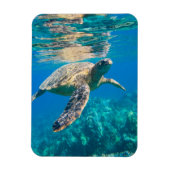 ウミガメ マグネット (縦)