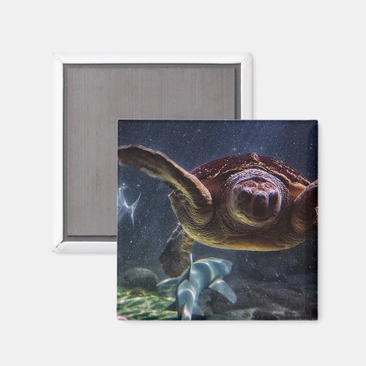 ウミガメ マグネット (正面/裏面)