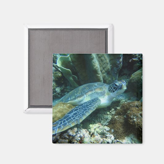 ウミガメ マグネット (正面/裏面)