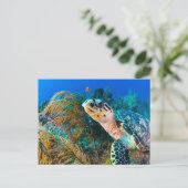 ウミガメ、水中植物、魚 ポストカード (スタンド正面)