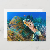 ウミガメ、水中植物、魚 ポストカード (正面/裏面)