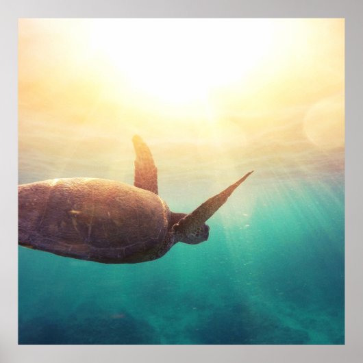 ウミガメ – 水中自然撮影 ポスター (正面)