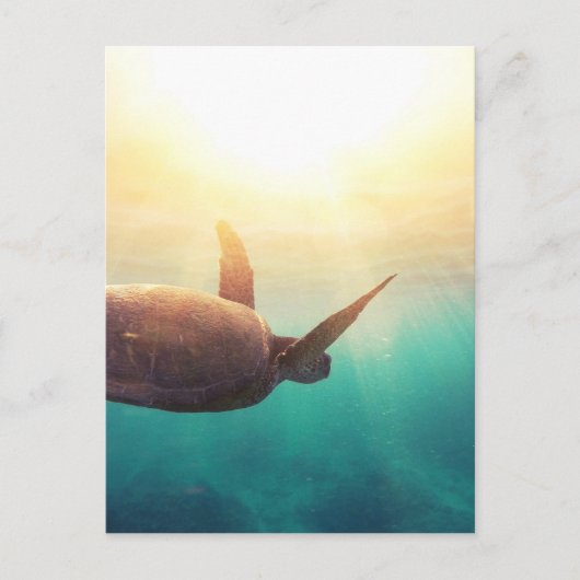 ウミガメ – 水中自然撮影 ポストカード (正面)