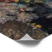 ウミガメ |紅海 ポスター (角)