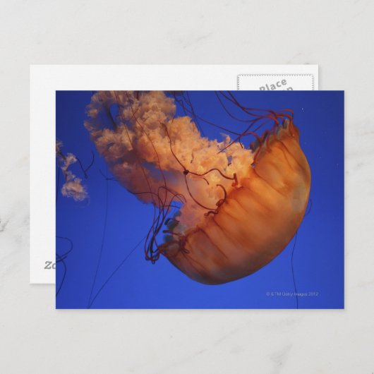 ウミクラゲ ポストカード (正面/裏面)