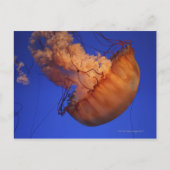 ウミクラゲ ポストカード (正面)