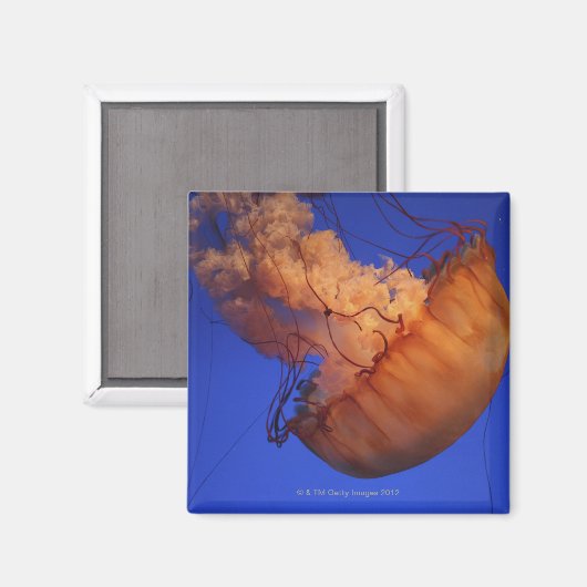 ウミクラゲ マグネット (正面/裏面)