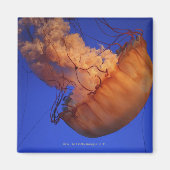 ウミクラゲ マグネット (正面)