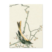 ウメの枝にルティシラ・オーレオア - 日本美術