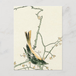 ウメの枝にルティシラ・オーレオア - 日本美術 ポストカード