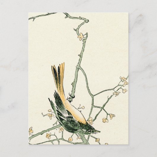 ウメの枝にルティシラ・オーレオア - 日本美術 ポストカード (正面)