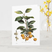 ウメ梅シリア語) カード (黄色い花)