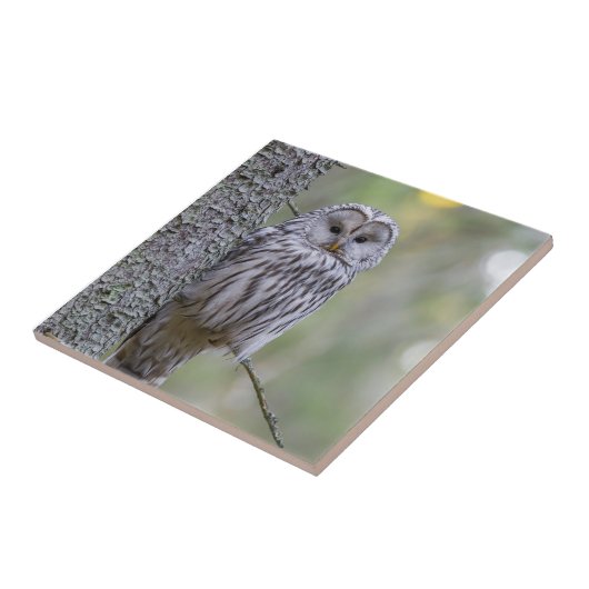 ウラルフクロウ タイル (側面)