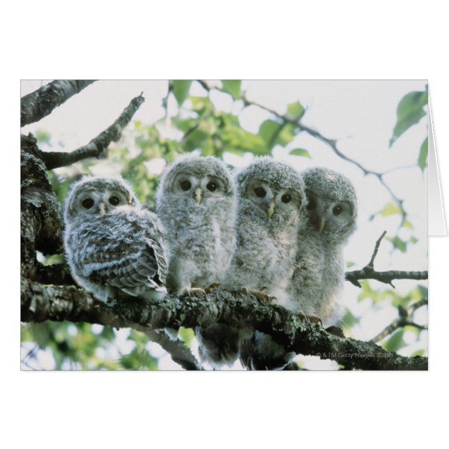 ウラル湿地。北海道池田町 (正面横)