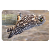 ウルで短い耳を持つフクロウ マグネット (横)