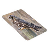 ウルで短い耳を持つフクロウ マグネット (右側)