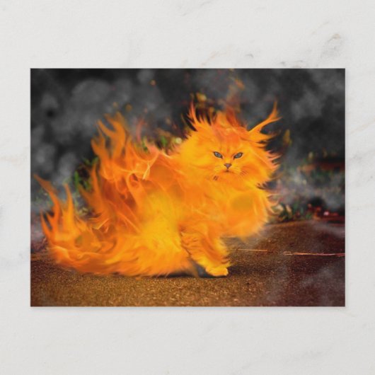 ウルカット ポストカード (正面)