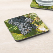 ウルグアイ、モンテビデオ、コロンエリア。ボデガス コースター (左側)