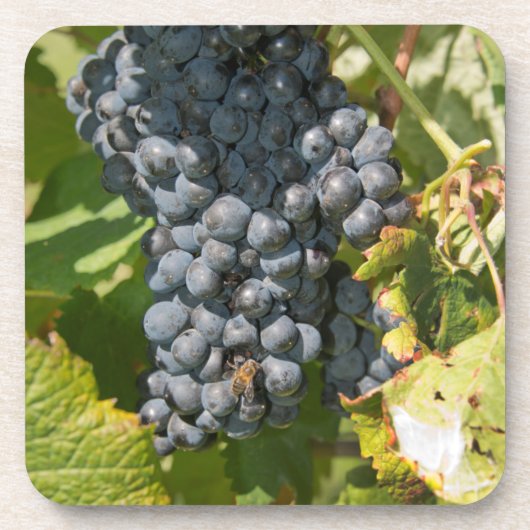 ウルグアイ、モンテビデオ、コロンエリア。ボデガス コースター (正面)