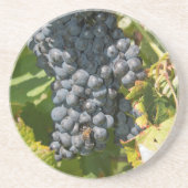 ウルグアイ、モンテビデオ、コロンエリア。ボデガス コースター (正面)