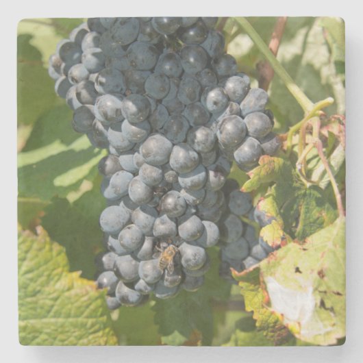 ウルグアイ、モンテビデオ、コロンエリア。ボデガス ストーンコースター (正面)