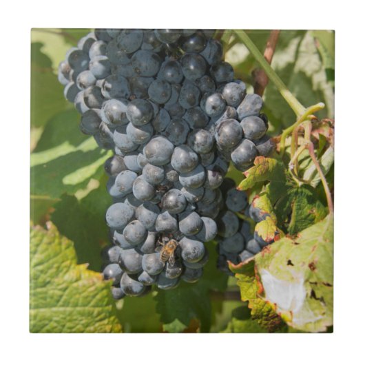 ウルグアイ、モンテビデオ、コロンエリア。ボデガス タイル (正面)